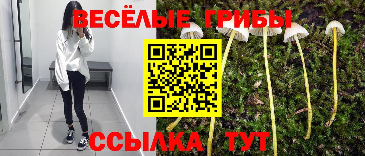 Курган  Псилоцибиновые грибы GOLDEN TEACHER  как найти наркотики  Вход с VPN 